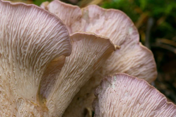 Chanterelle violeta detalhe cogumelo comestível — Fotografia de Stock