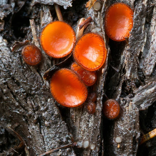 Group of eyelash fungi — Stock Photo, Image