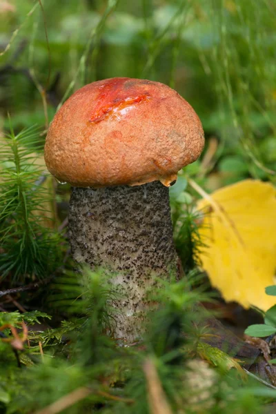 Young button of Leccinum versipelle, an edible mushroom — Stock Photo, Image