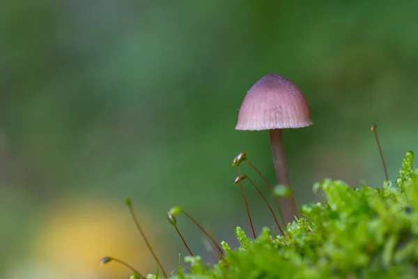 Bleeding Fairy Helmet mushroom — Stock Photo, Image