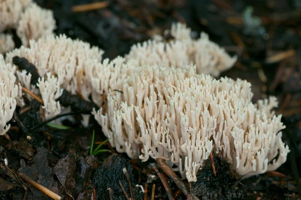 Coral fungus close-up — Stock Photo, Image