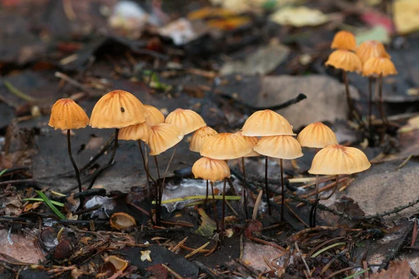 Group of Pinwheel mushrooms — Stock Photo, Image