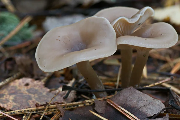Groupe de champignons Clitocybe — Photo