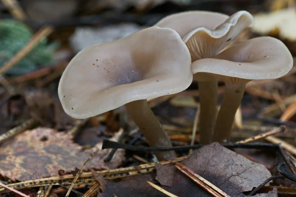 Grup Clitocybe mantar