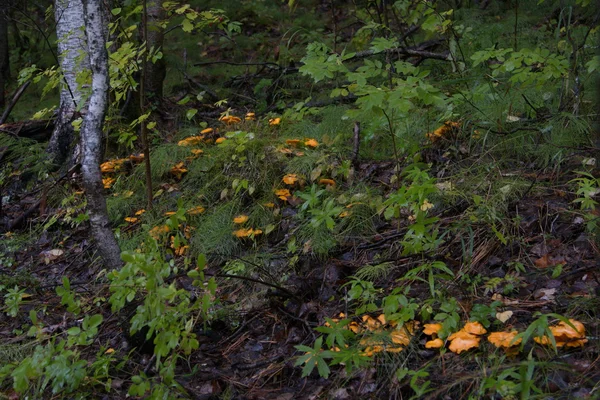 Cantarelli selvatici nella foresta — Foto Stock