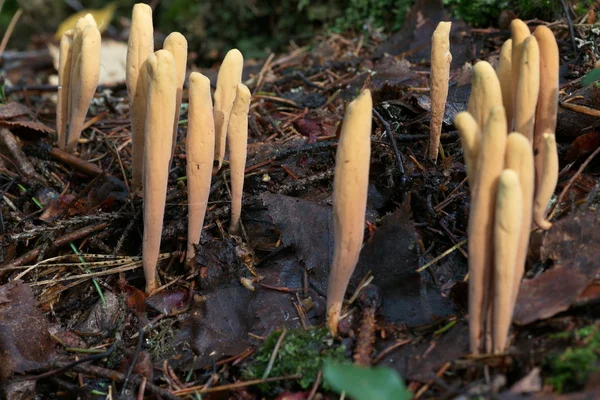 Группа клубных грибов — стоковое фото