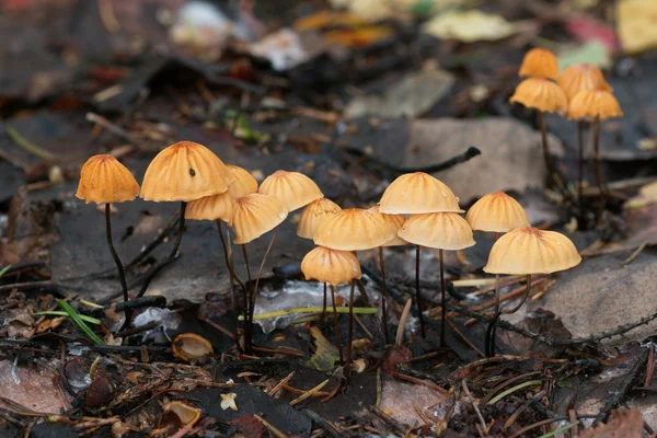 Группа грибов "Вертушка" — стоковое фото
