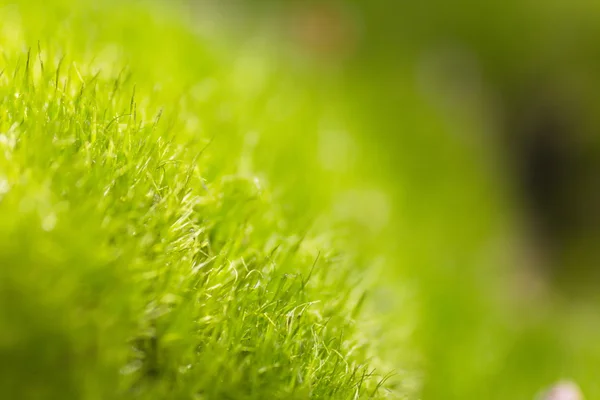 Yeşil yosun çim