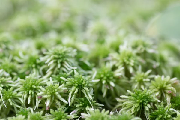 Sphagnum moss portre