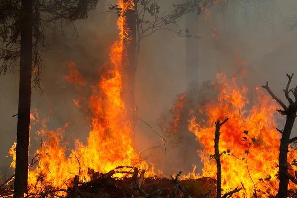 Alberi che bruciano in un incendio boschivo — Foto Stock
