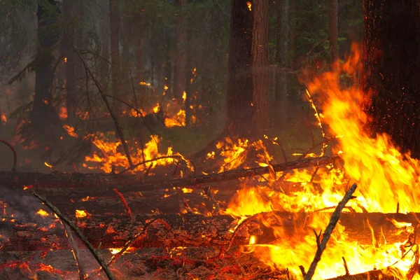 Bir orman yangında yanan ağaçlar
