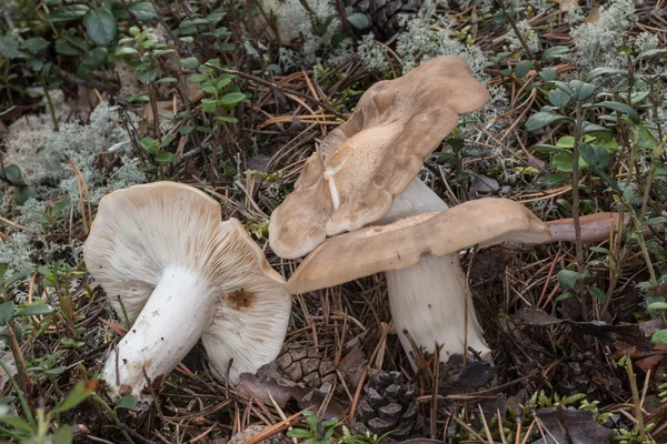 Hon-shimeji mushrooms — Stock Photo, Image