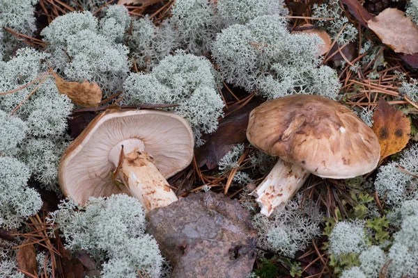 Um par de cogumelos matsutake — Fotografia de Stock