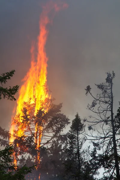 Bäume brennen bei Waldbrand — Stockfoto