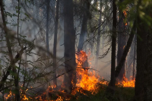 Bäume brennen bei Waldbrand — Stockfoto