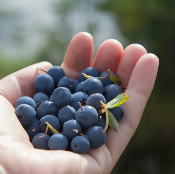 bir avuç yaban mersini