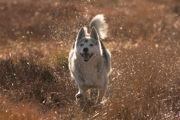 Bir bataklık içinde çalışan köpek