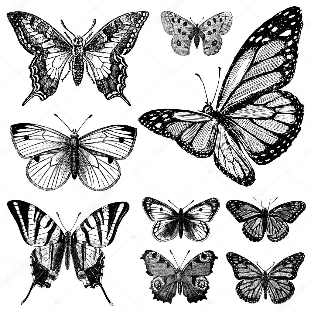 Vector Vintage Butterflies