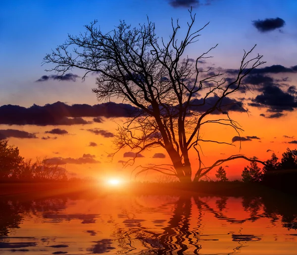 Chêne sans feuilles sur fond de coucher de soleil — Photo