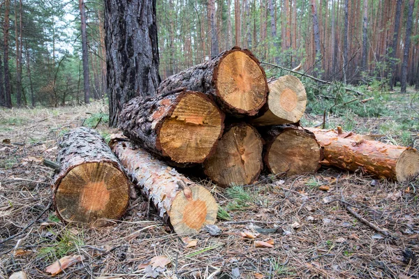 Houten stammen in het bos — Stockfoto