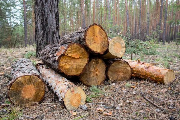 Orman deposunda odun