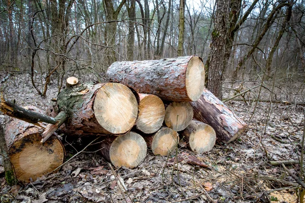 Troncos de pino en bosque — Foto de Stock