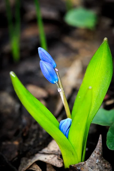 Printemps bleu fleurs sauvages — Photo