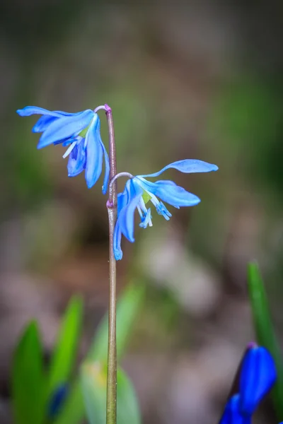 Jolies fleurs sauvages bleu printemps — Photo