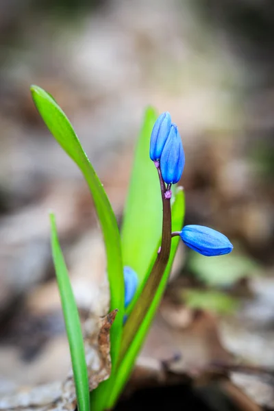 Bei fiori di scilla bifolia blu — Foto Stock