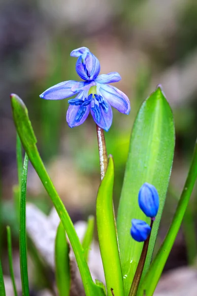Bela primavera scilla bifolia flores — Fotografia de Stock