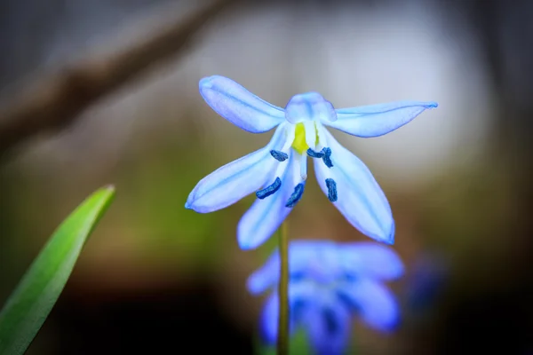 青い野生花 — ストック写真