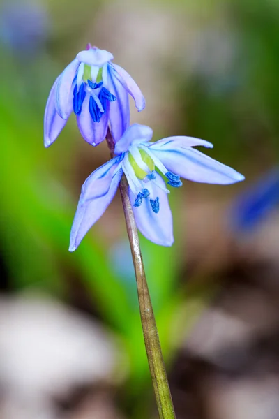 Ładne małe dzikie kwiaty — Zdjęcie stockowe