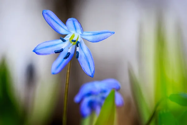 Belles fleurs sauvages bleues macro — Photo