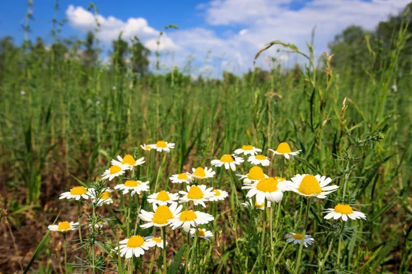 草原の夏の花 — ストック写真