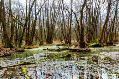 Bahar ormanda bataklık