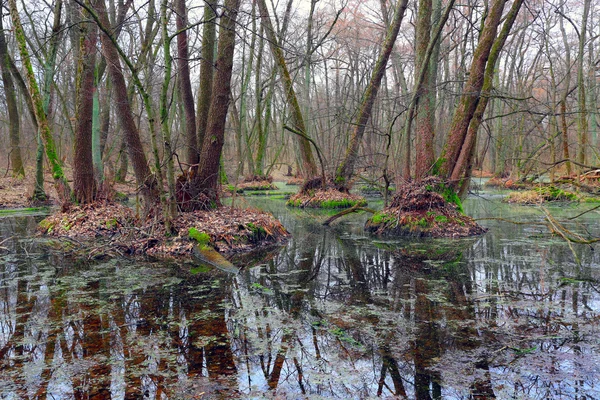 Träsk i skogen på våren — Stockfoto