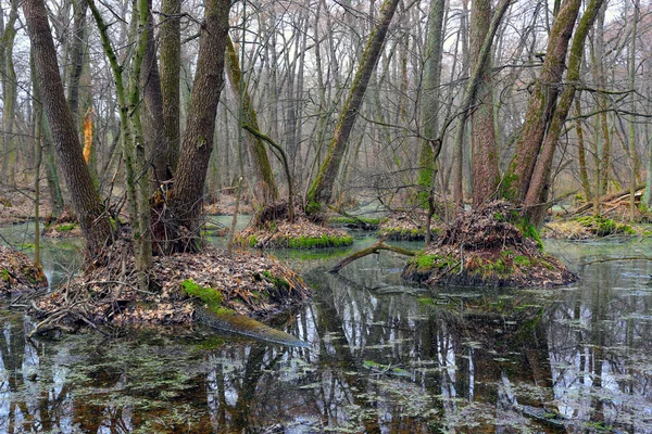 Drzewa w wodzie wiosną na bagna — Zdjęcie stockowe