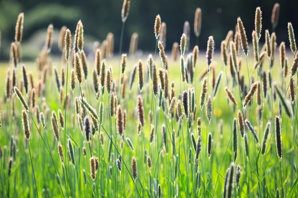 Prairie d'herbe d'été — Photo