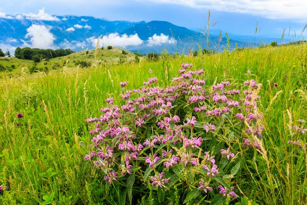Schöne Wildblumen auf der Wiese in den Bergen — Stockfoto