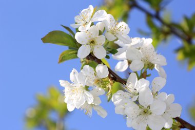 Çiçek kiraz ağacı dalı