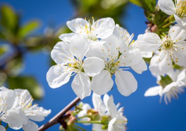 bahar çiçek ağaç şubesine