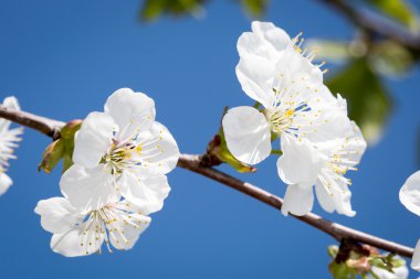 çiçek çiçek ağaç dalı