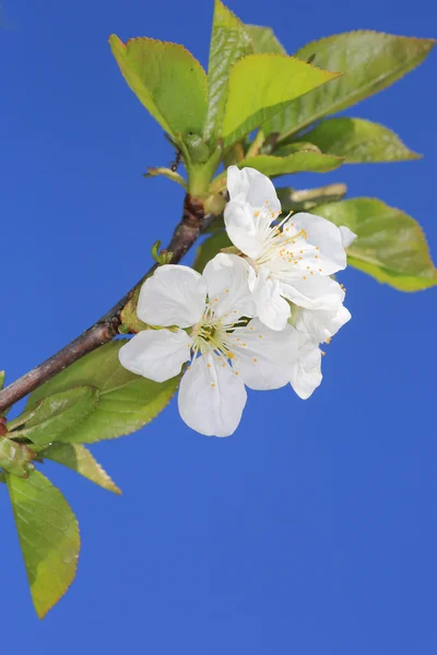Szép cseresznye kivirágzott gally — Stock Fotó