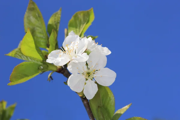 Δέντρο λουλούδια την άνοιξη — Φωτογραφία Αρχείου