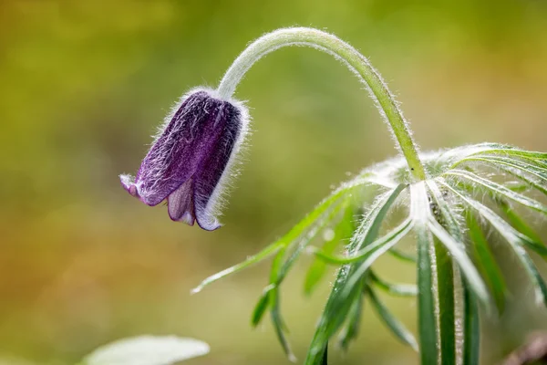 Nice spring pasque flower — Stock Photo, Image