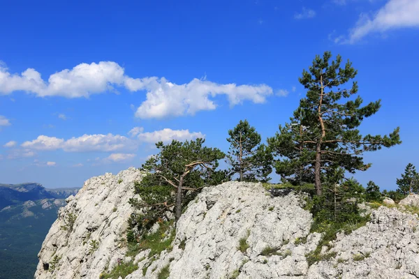 Pinos sobre rocas en montañas —  Fotos de Stock