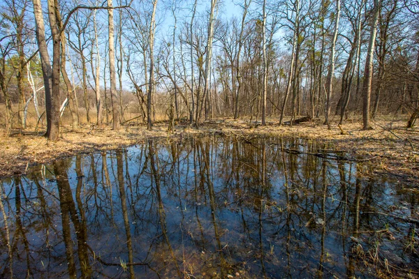 Болото в весняному лісі — стокове фото