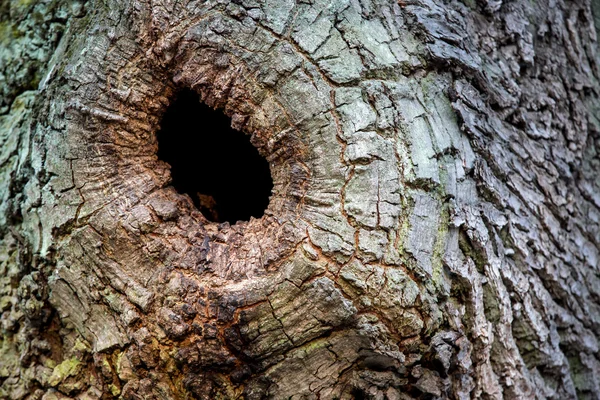 Oco de um tronco de árvore — Fotografia de Stock