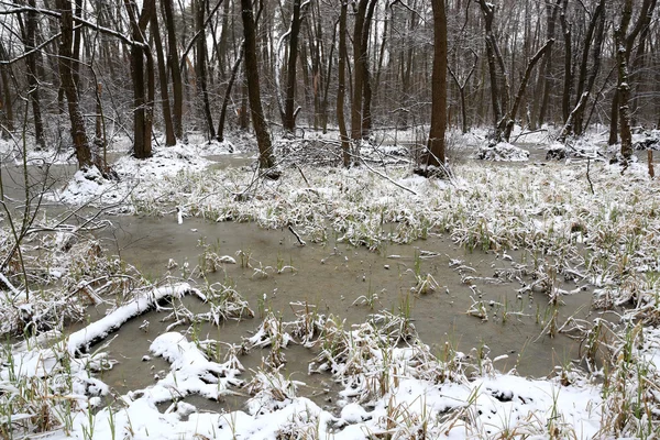 在雪下的深林沼泽 — 图库照片