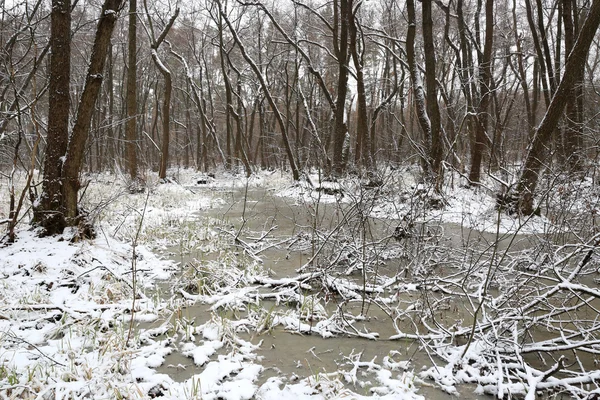 Paisagem de inverno com brejo em floresta — Fotografia de Stock